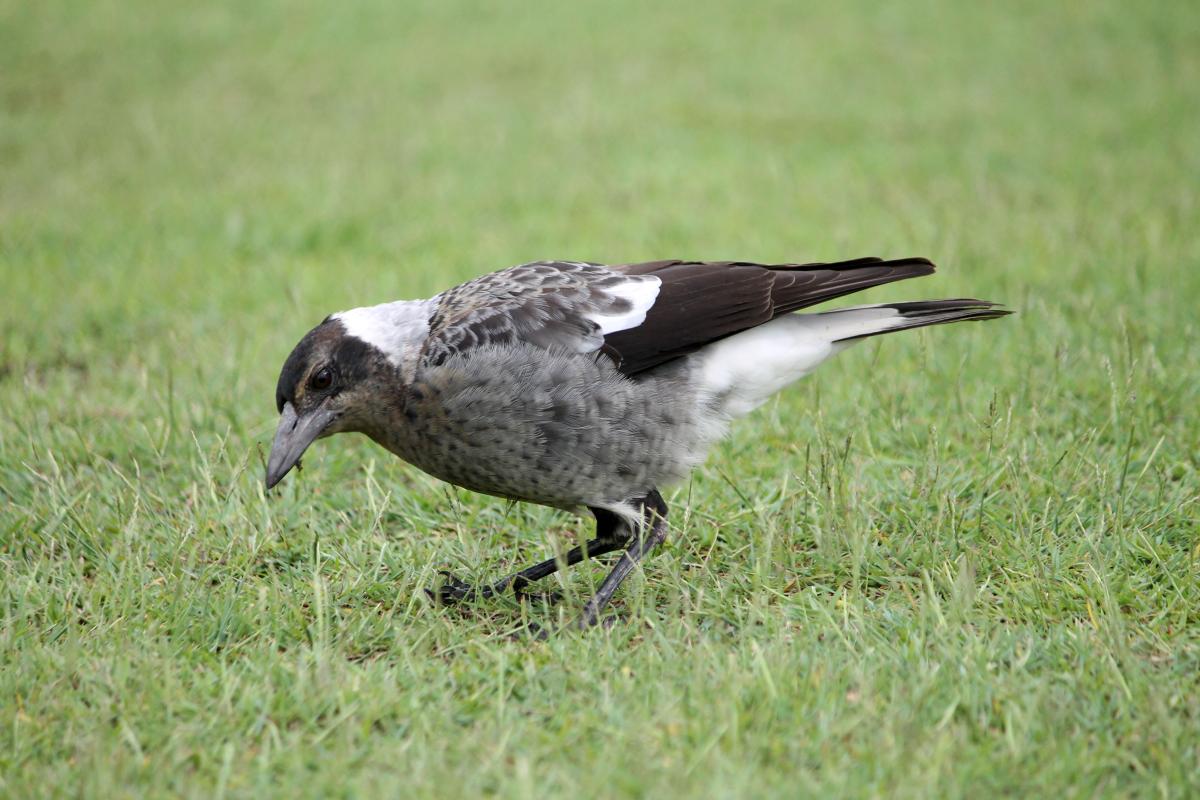 Australian Magpie (Cracticus tibicen)