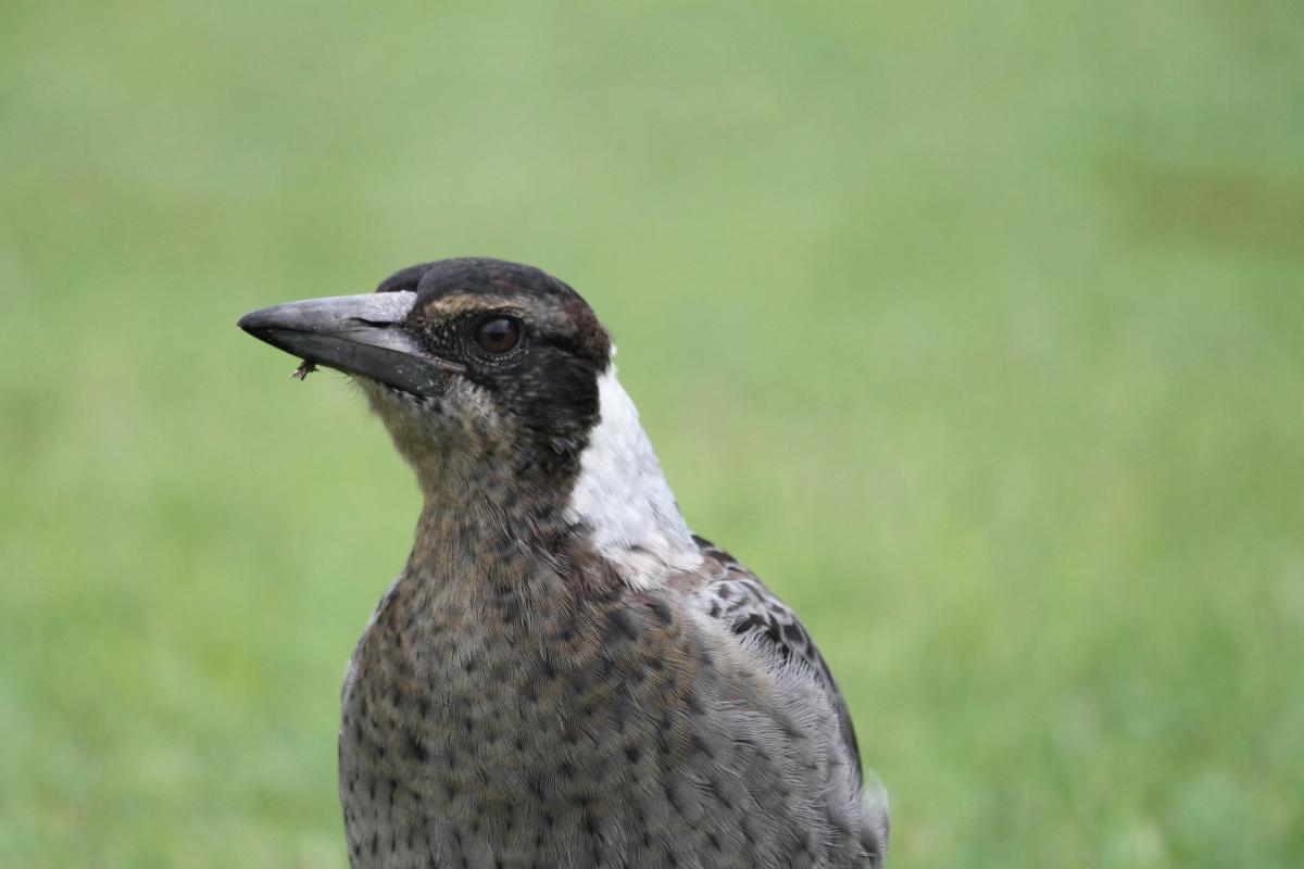 Australian Magpie (Cracticus tibicen)