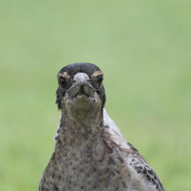 Australian Magpie (Cracticus tibicen)