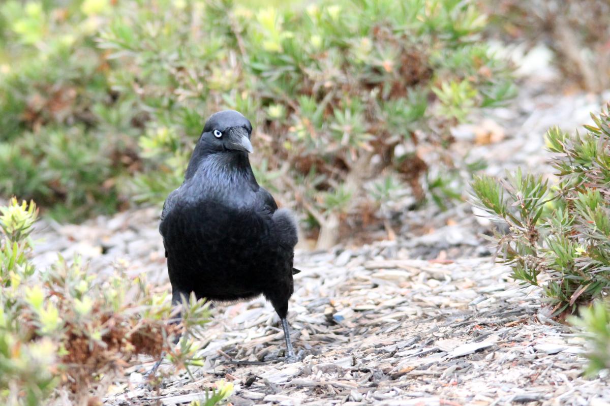 Australian Raven (Corvus coronoides)