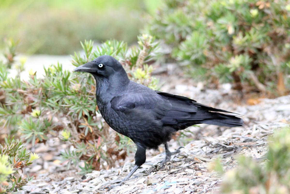 Australian Raven (Corvus coronoides)