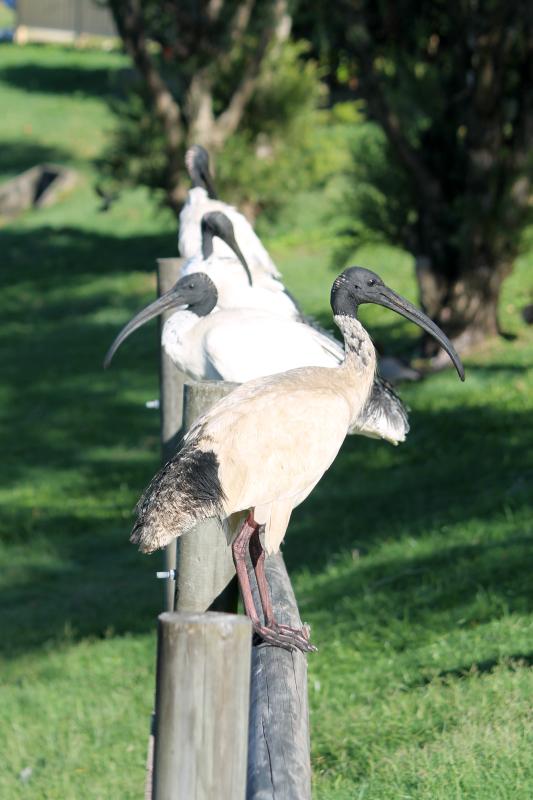 Australian White Ibis (Threskiornis molucca)