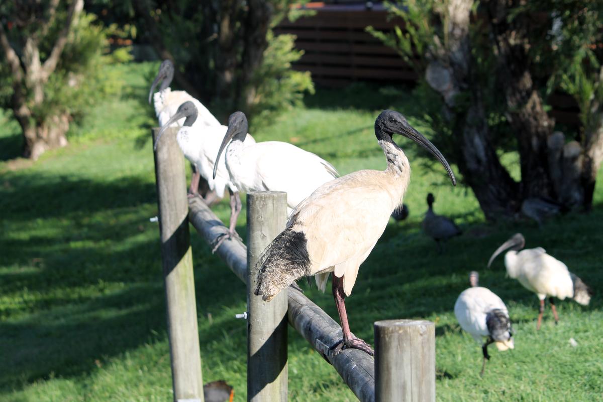 Australian White Ibis (Threskiornis molucca)