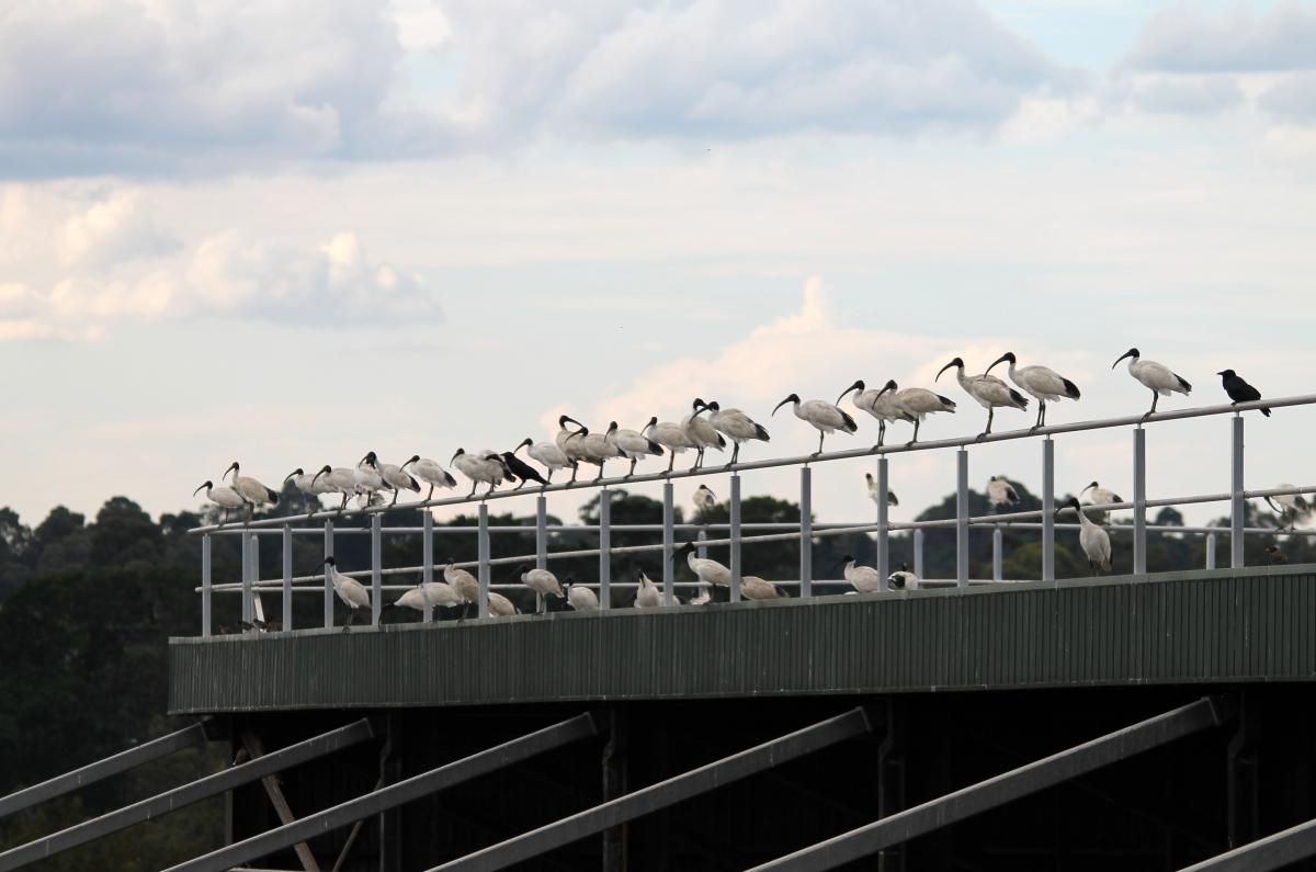 Australian White Ibis (Threskiornis molucca)