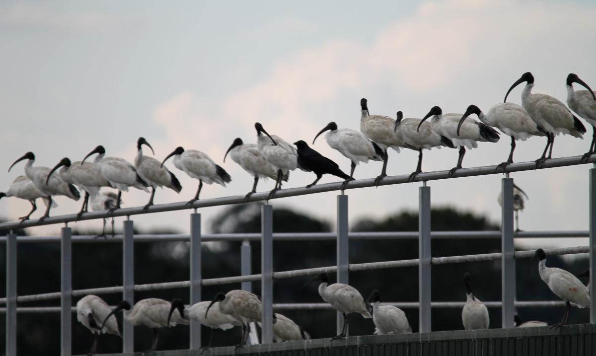 Australian White Ibis (Threskiornis molucca)