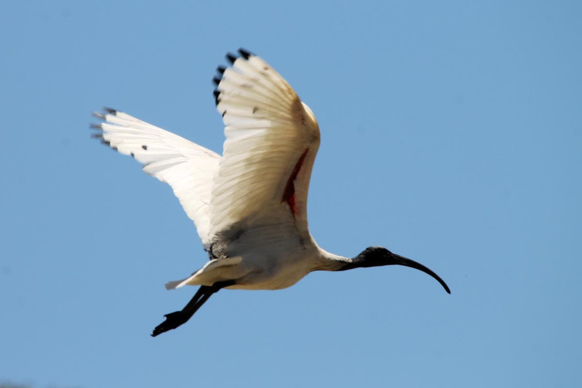 Australian White Ibis (Threskiornis molucca)