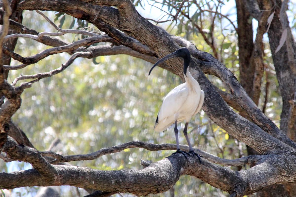 Australian White Ibis (Threskiornis molucca)