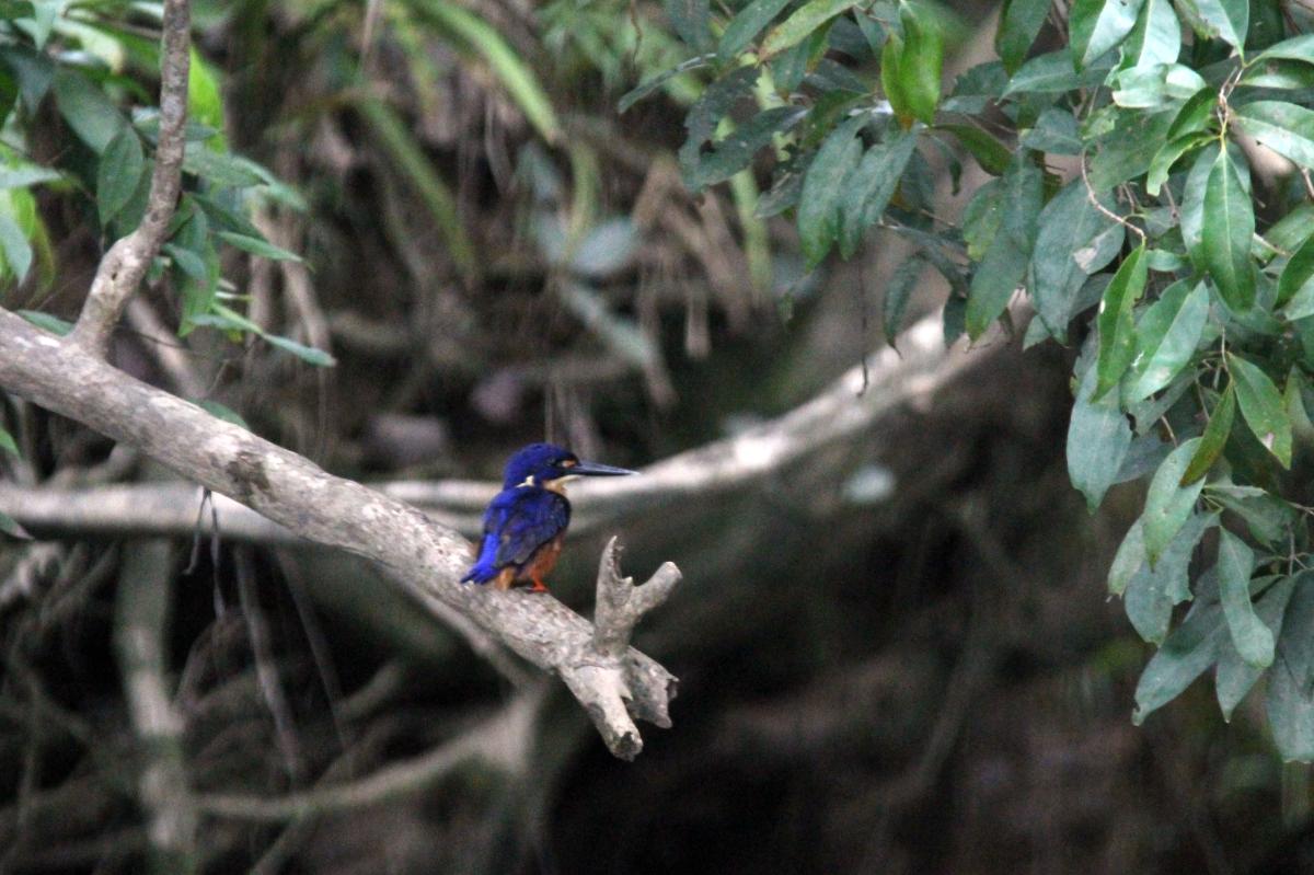 Azure Kingfisher (Alcedo azurea)