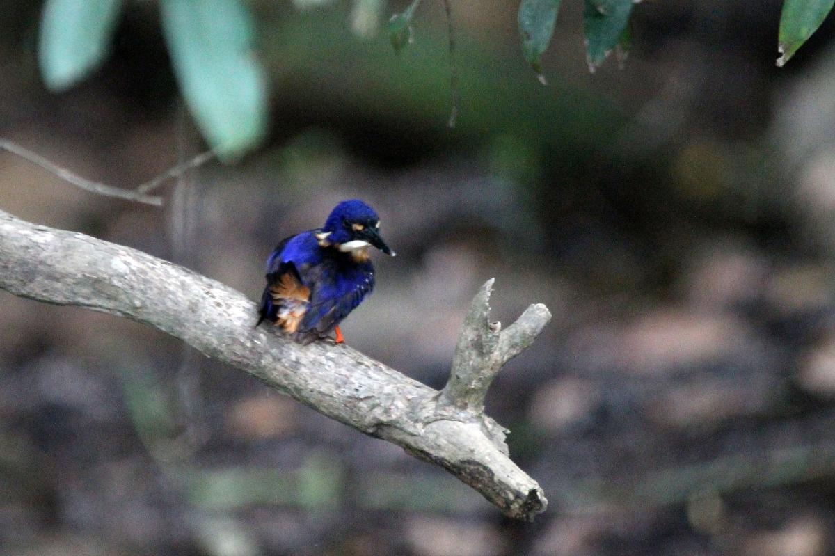 Azure Kingfisher (Alcedo azurea)