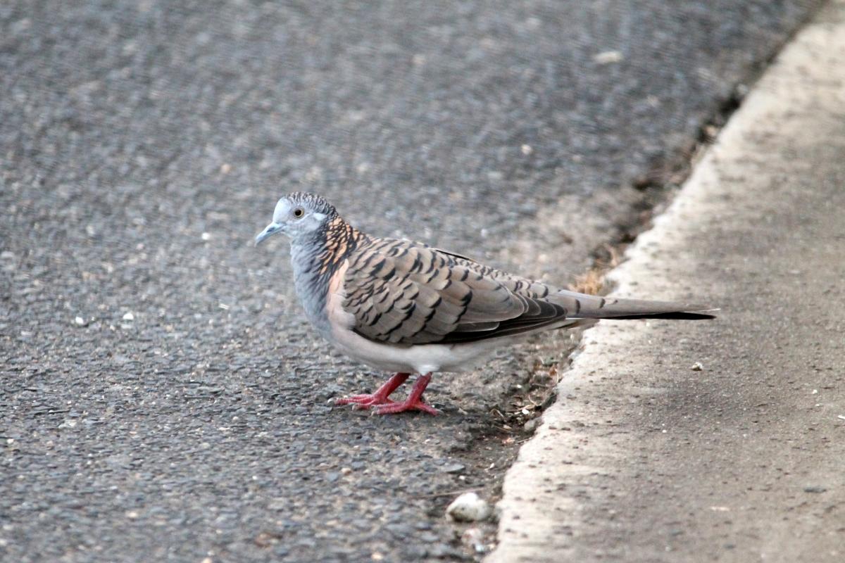 Bar-shouldered Dove (Geopelia humeralis)