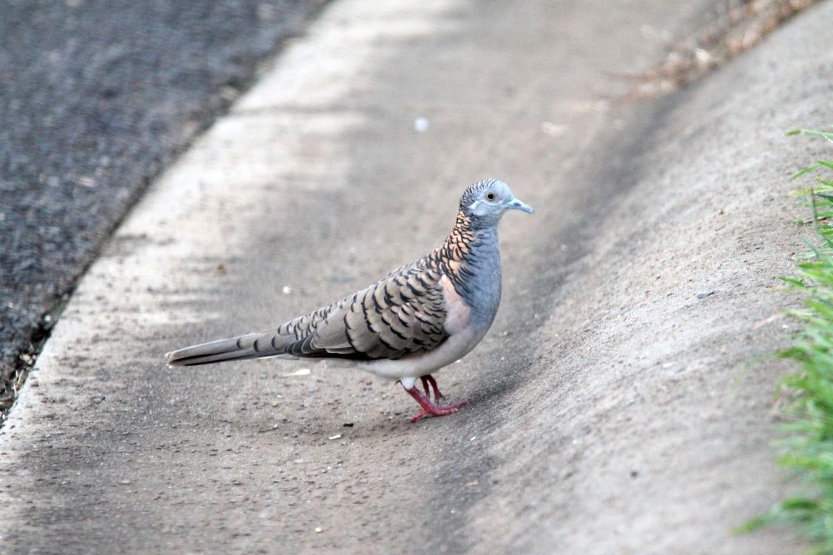 Bar-shouldered Dove (Geopelia humeralis)