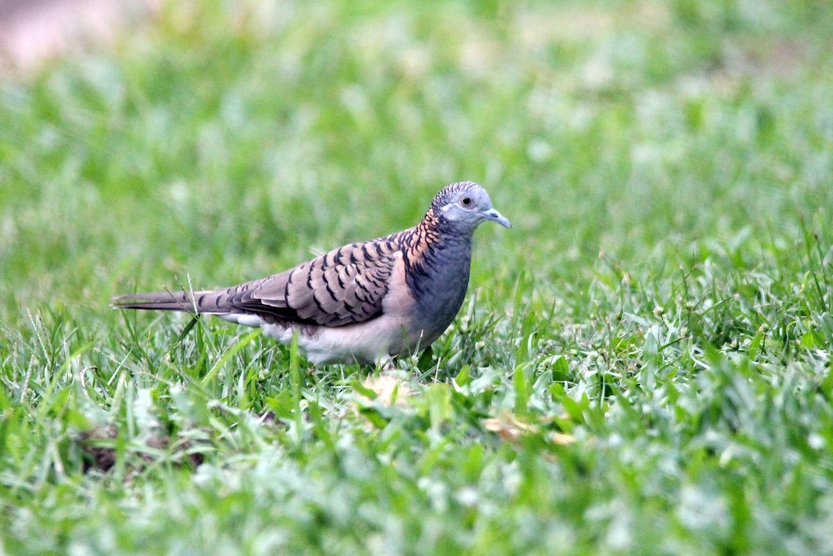 Bar-shouldered Dove (Geopelia humeralis)