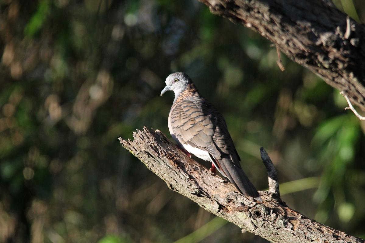 Bar-shouldered Dove (Geopelia humeralis)