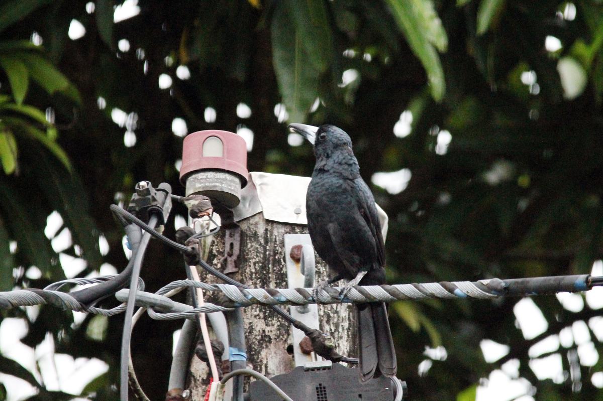 Black Butcherbird (Cracticus quoyi)