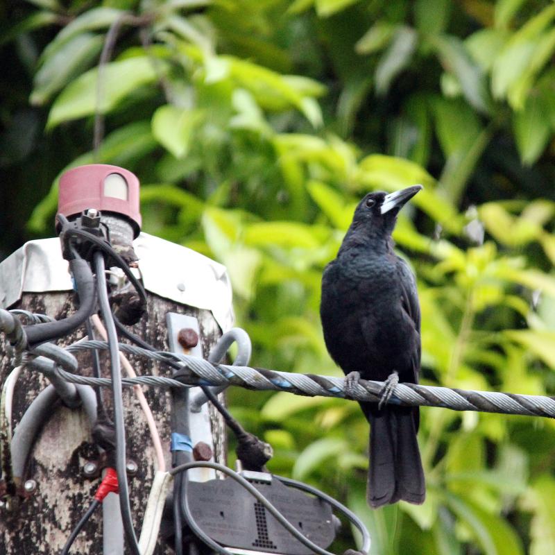 Black Butcherbird (Cracticus quoyi)