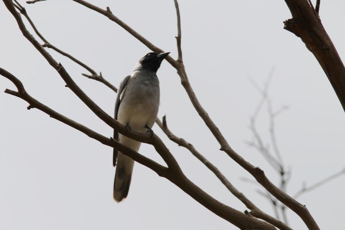 Black-faced Cuckoo-shrike (Coracina novaehollandiae)