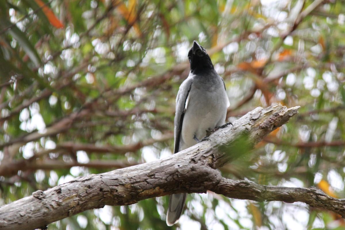 Black-faced Cuckoo-shrike (Coracina novaehollandiae)