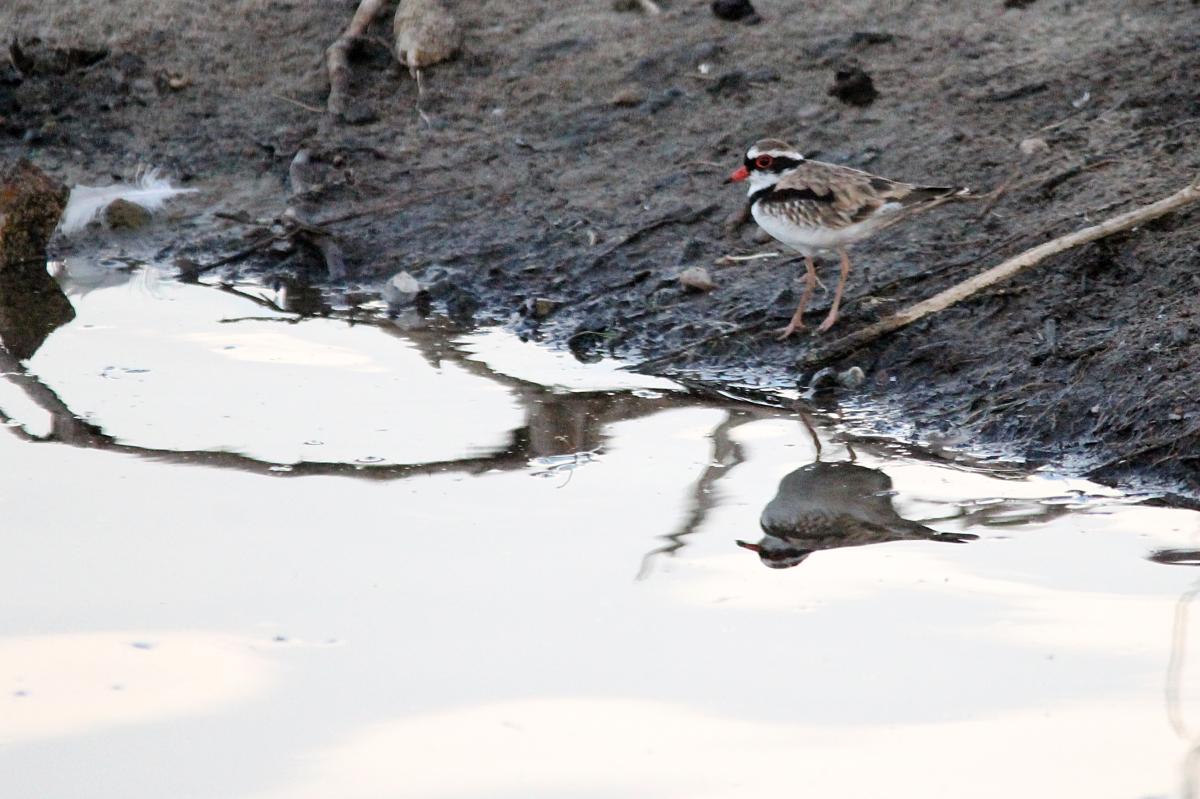 Black-fronted Dotterel (Elseyornis melanops)