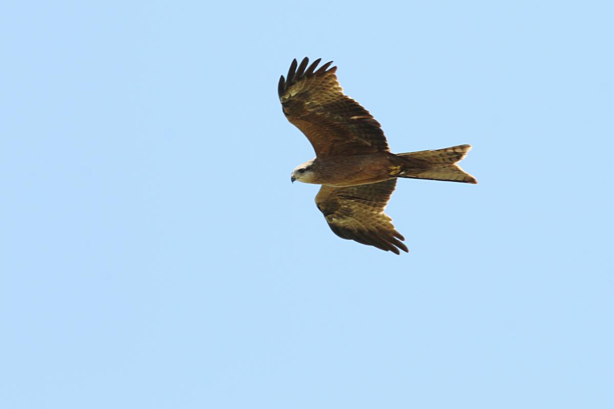 Black Kite (Milvus migrans)