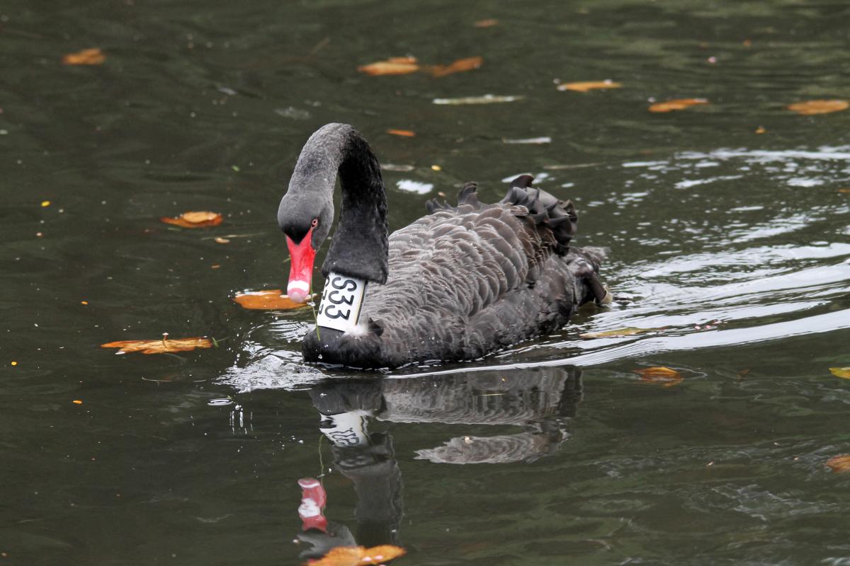 Black Swan (Cygnus atratus)