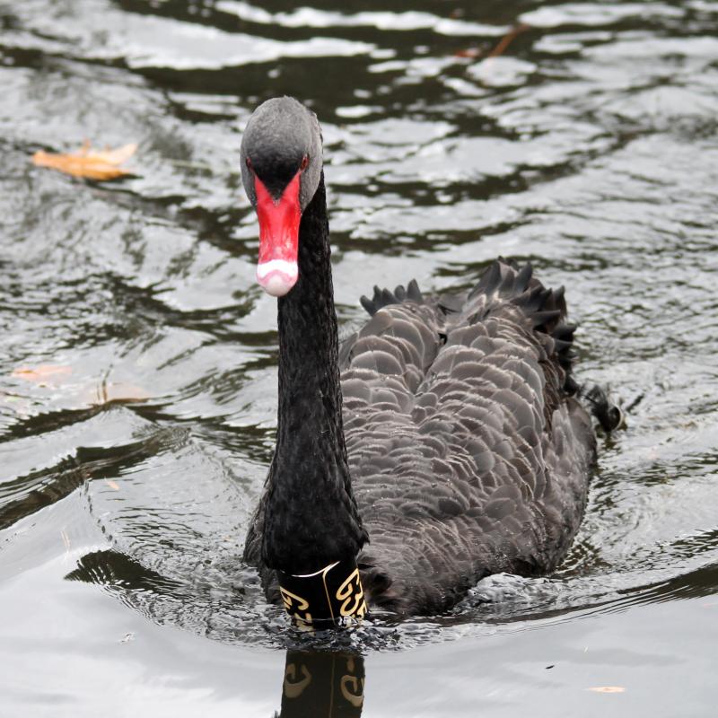 Black Swan (Cygnus atratus)