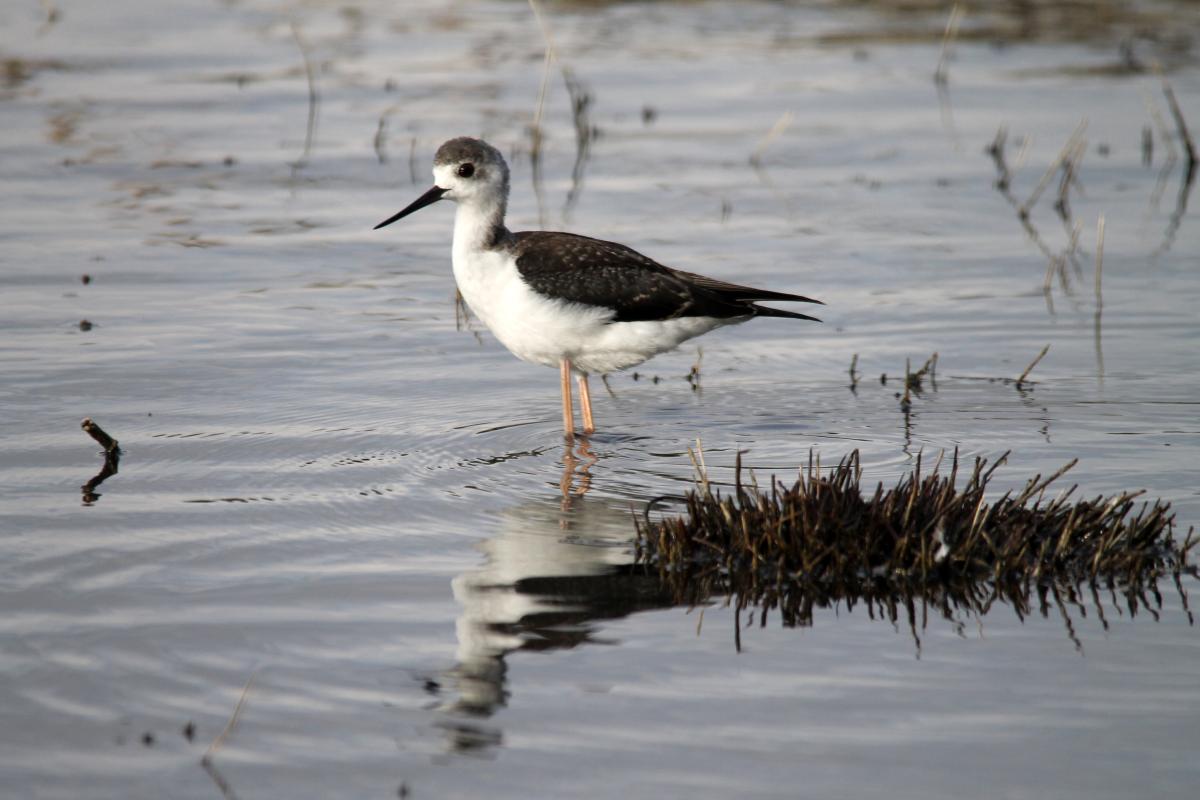 Black-winged Stilt (Himantopus himantopus)