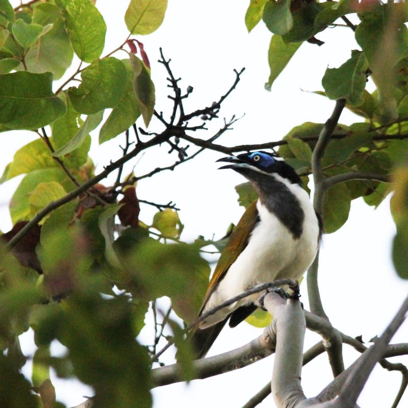 Blue-faced Honeyeater (Entomyzon cyanotis)