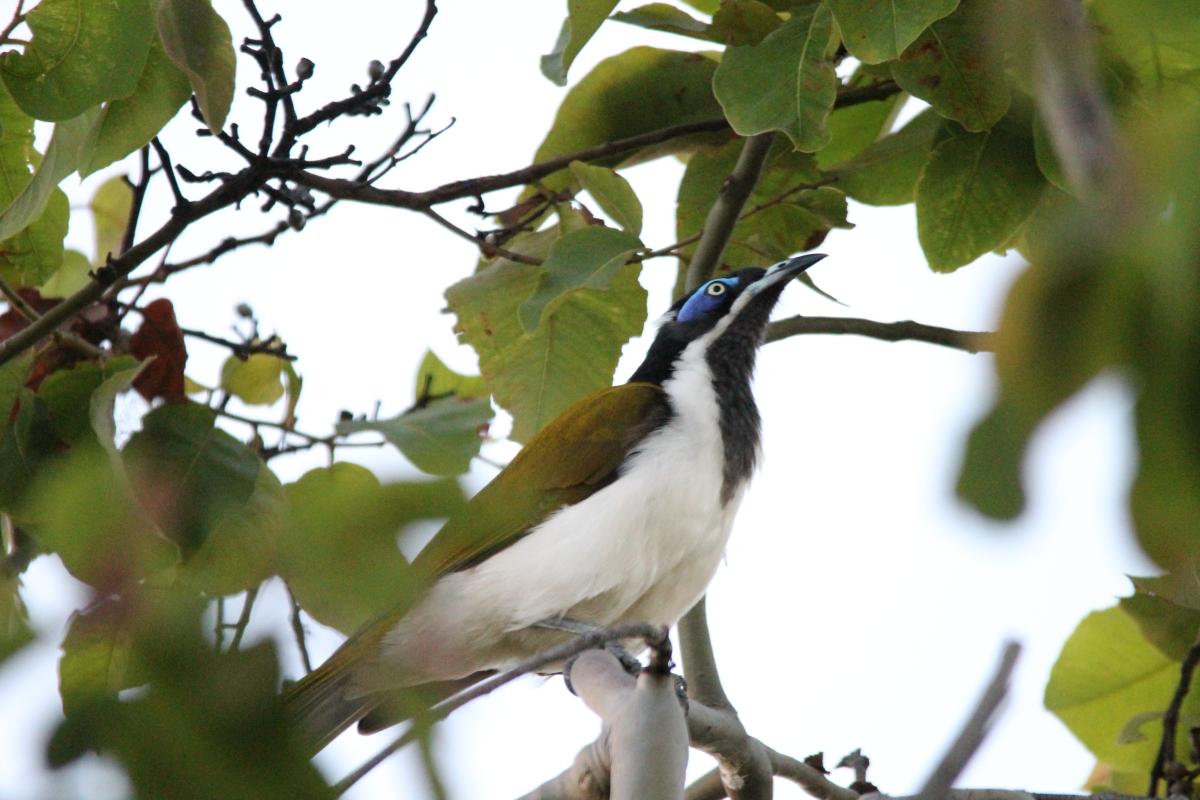 Blue-faced Honeyeater (Entomyzon cyanotis)