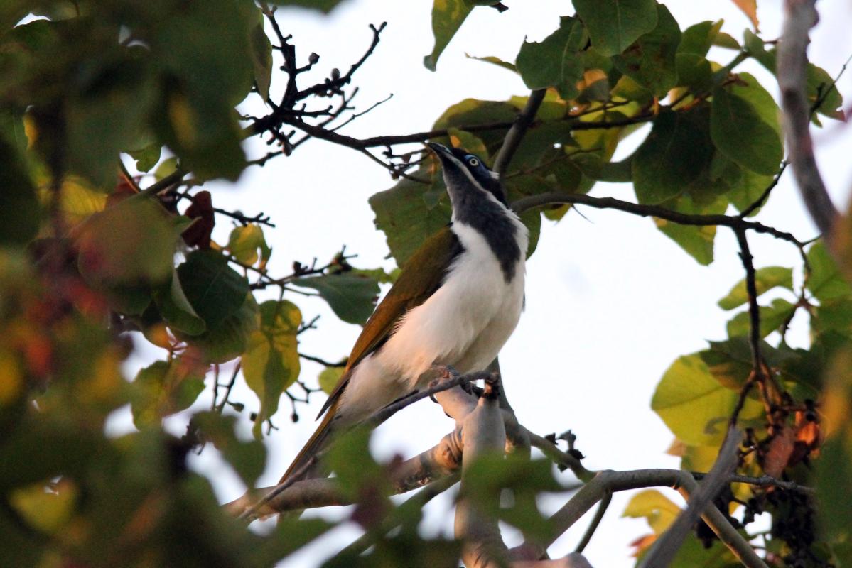 Blue-faced Honeyeater (Entomyzon cyanotis)