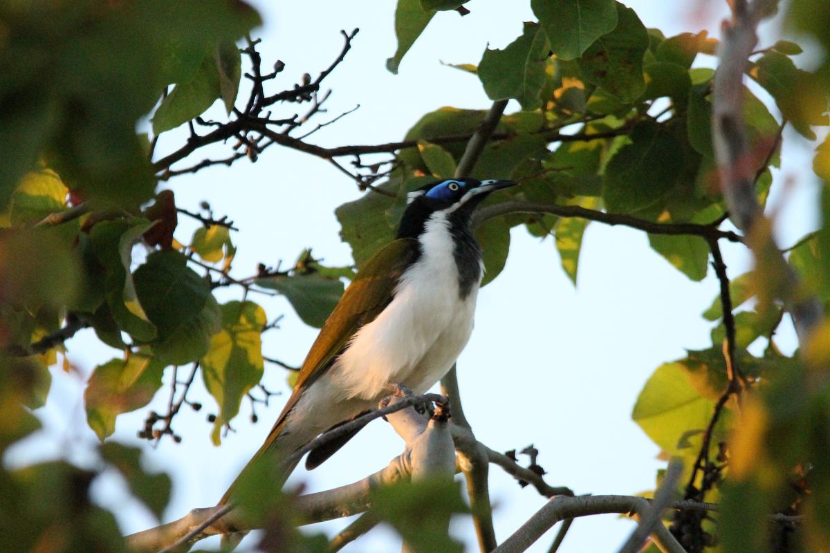 Blue-faced Honeyeater (Entomyzon cyanotis)