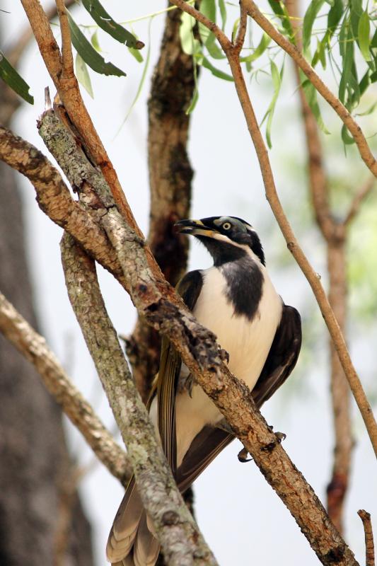 Blue-faced Honeyeater (Entomyzon cyanotis)