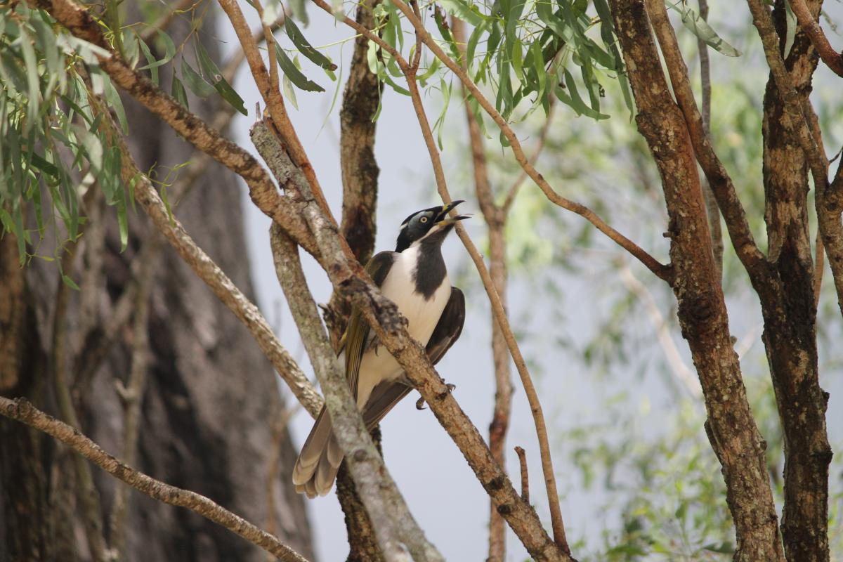 Blue-faced Honeyeater (Entomyzon cyanotis)