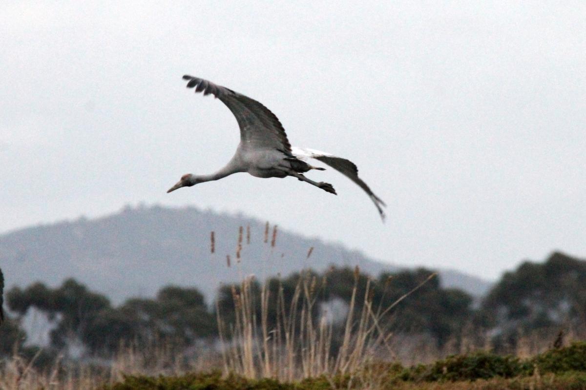 Brolga (Grus rubicunda)