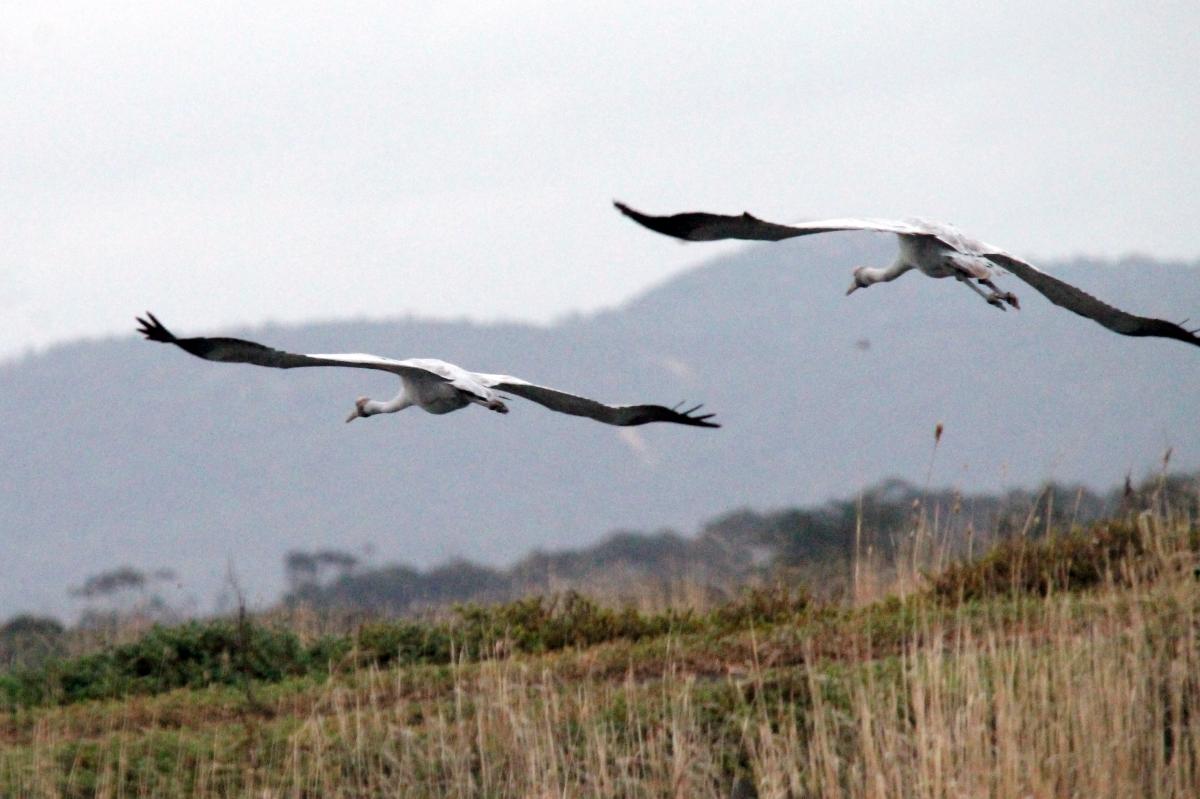 Brolga (Grus rubicunda)