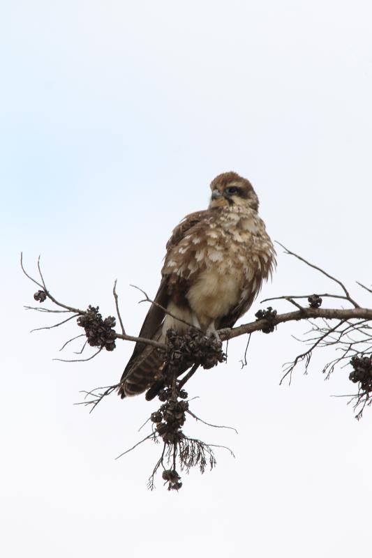 Brown Falcon (Falco berigora)