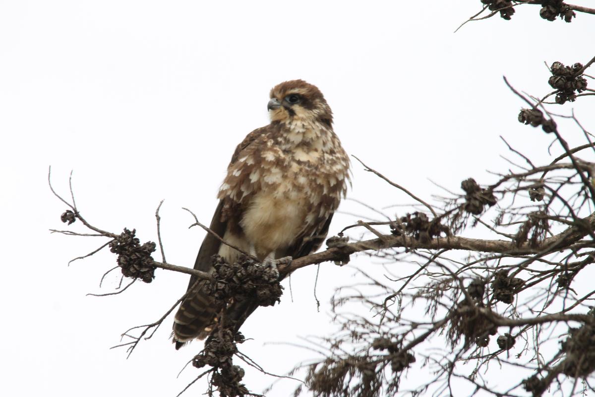 Brown Falcon (Falco berigora)