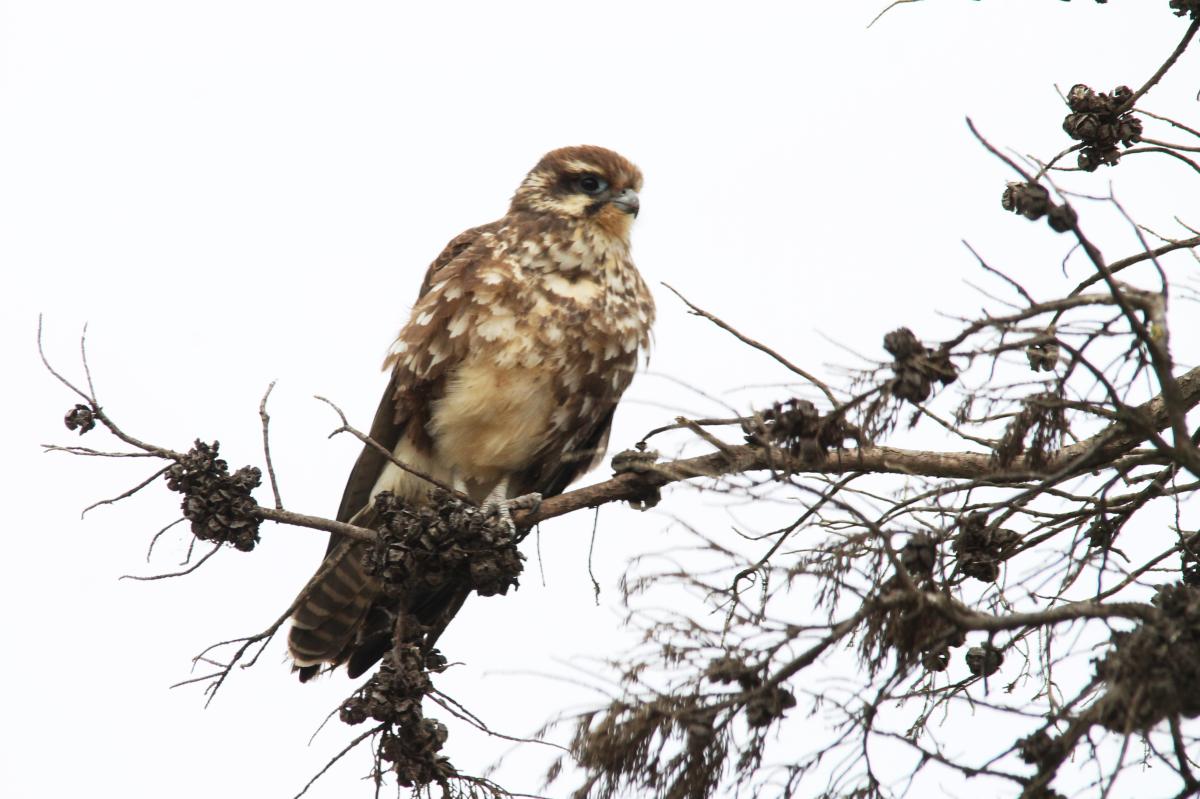 Brown Falcon (Falco berigora)