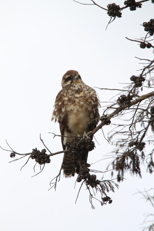 Brown Falcon (Falco berigora)