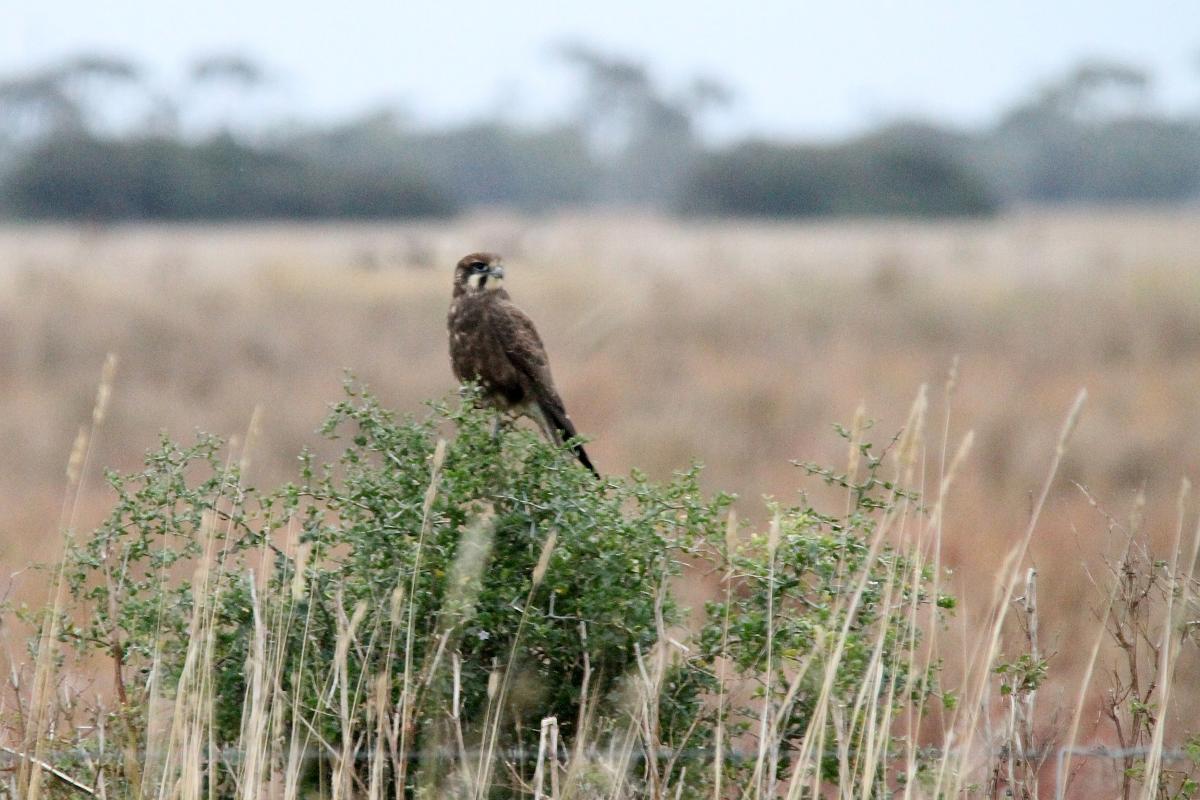 Brown Falcon (Falco berigora)