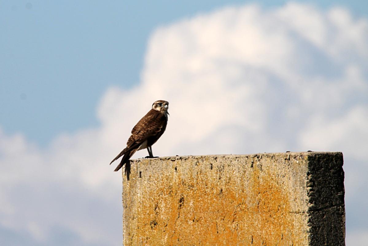 Brown Falcon (Falco berigora)