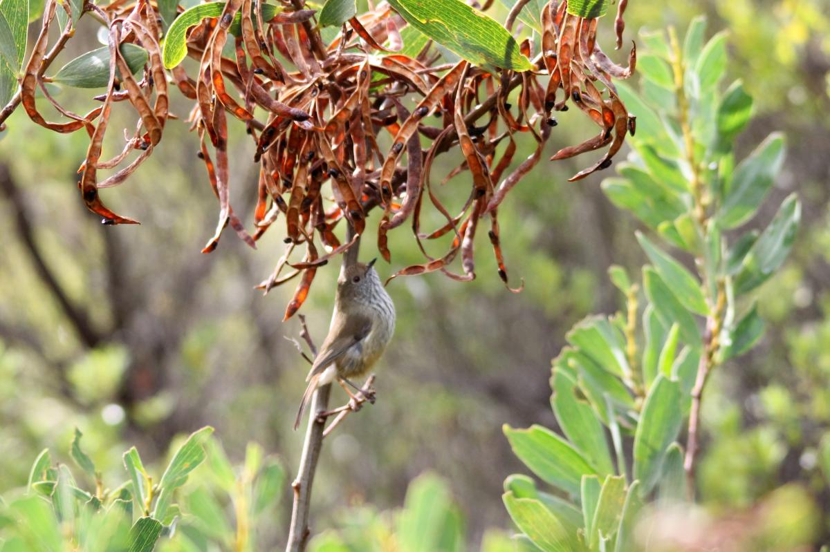 Brown Thornbill (Acanthiza pusilla)