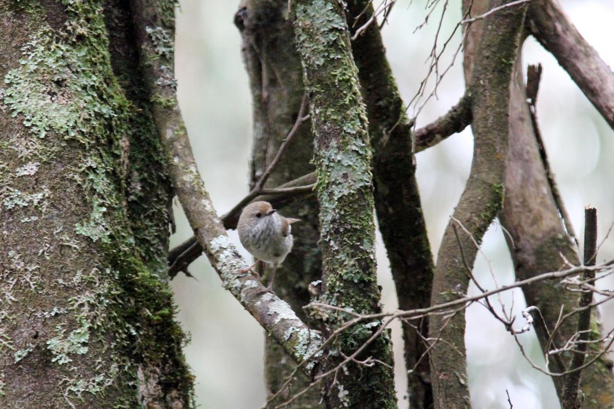 Brown Thornbill (Acanthiza pusilla)