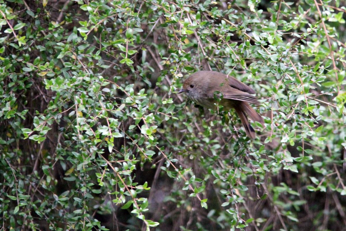 Brown Thornbill (Acanthiza pusilla)