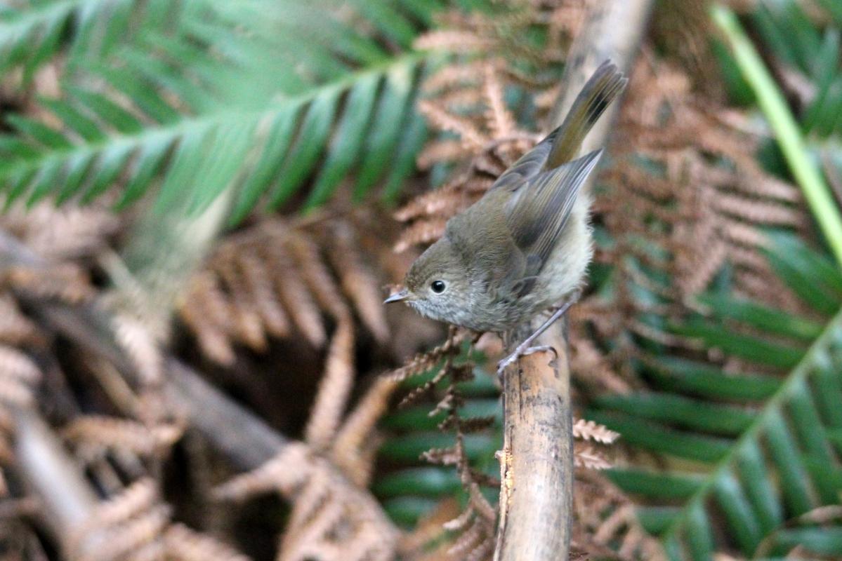 Brown Thornbill (Acanthiza pusilla)