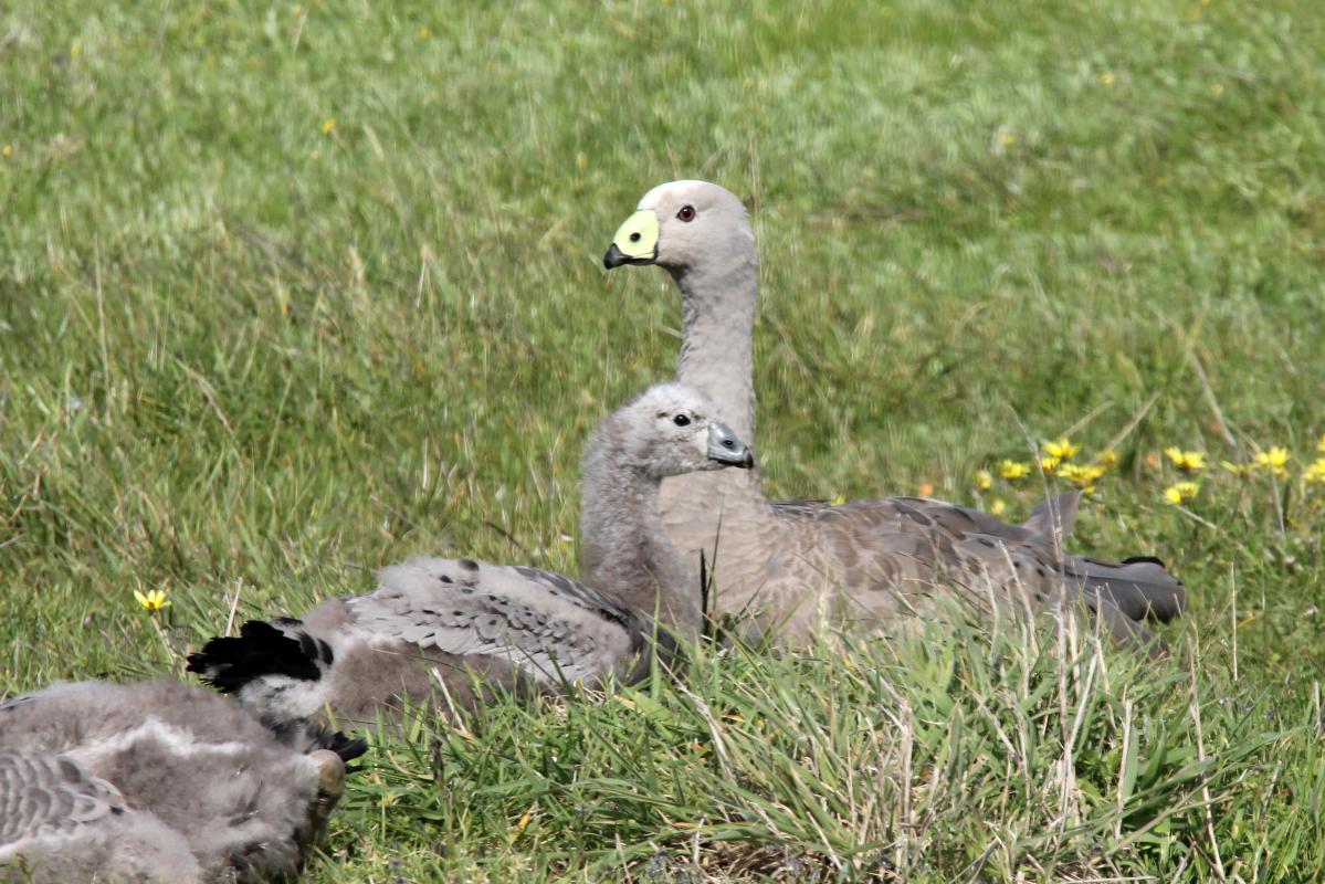 Cape Barren Goose (Cereopsis novaehollandiae)