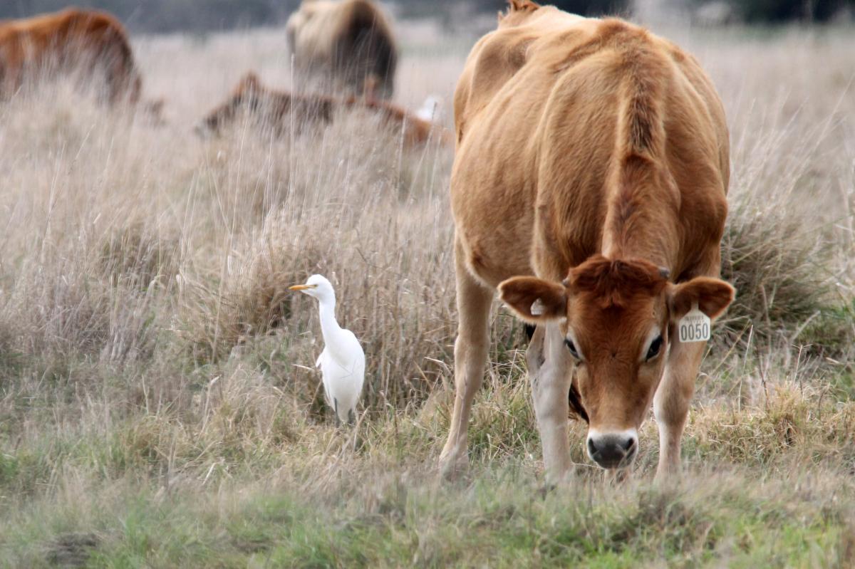 Cattle Egret (Bubulcus ibis)