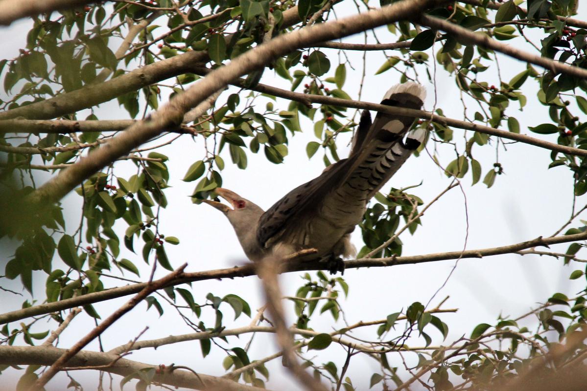 Channel-billed Cuckoo (Scythrops novaehollandiae)