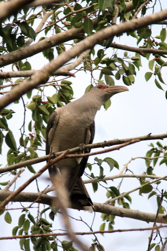 Channel-billed Cuckoo (Scythrops novaehollandiae)