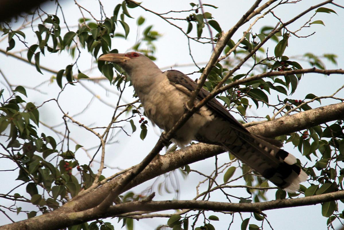 Channel-billed Cuckoo (Scythrops novaehollandiae)