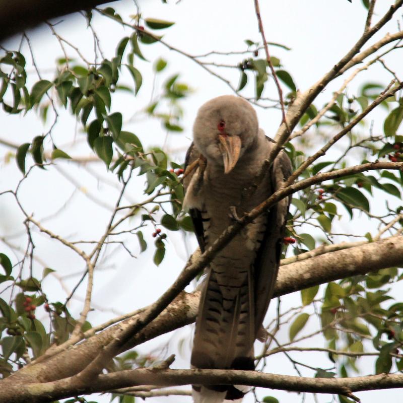 Channel-billed Cuckoo (Scythrops novaehollandiae)